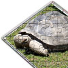 Schildkr&ouml;te (28 Teile)